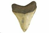 Fossil Megalodon Tooth - Huge NC Meg #298792-2